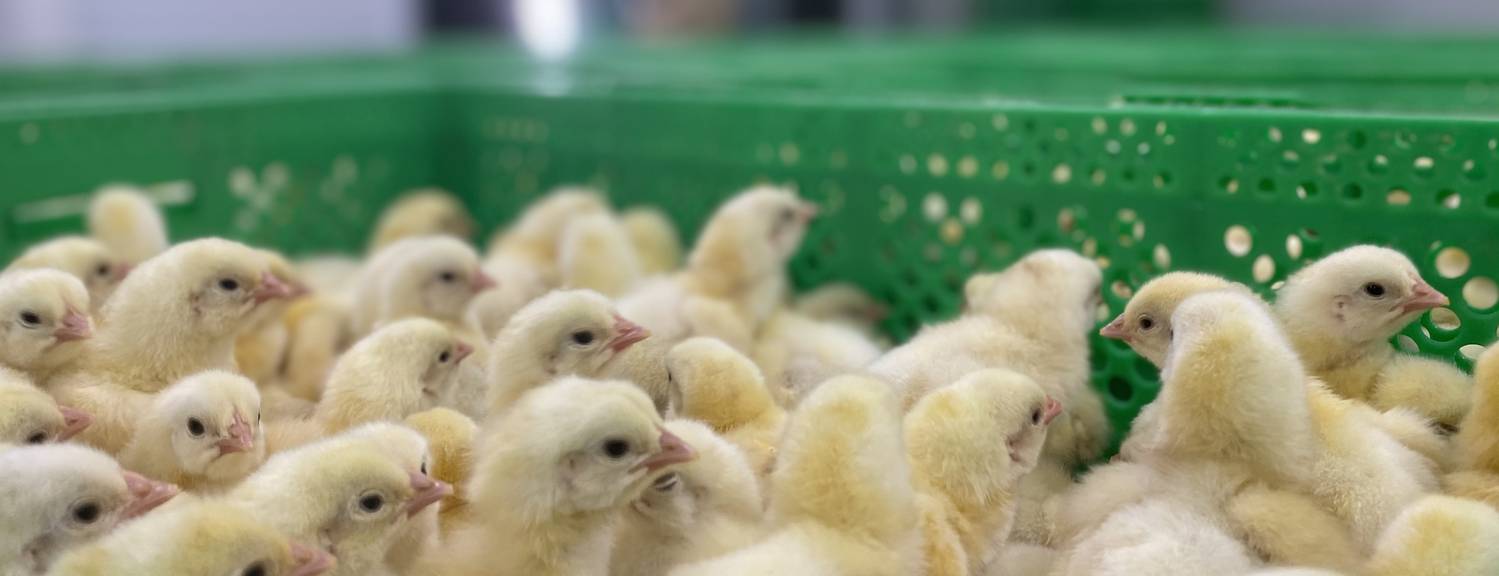 Тойбосс «Кыргыз Бройлер» получил статус племенного птицеводческого завода